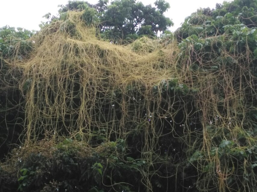 菟丝子传说故事,菟丝子的典故是什么