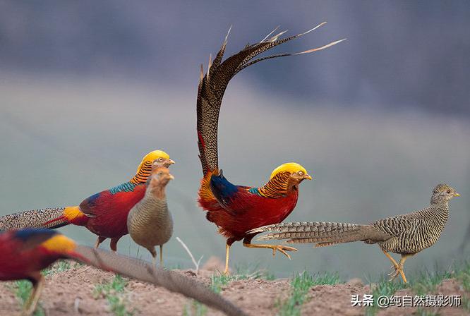 红腹锦鸡为何雌雄差别大,白腹锦鸡品种及图片