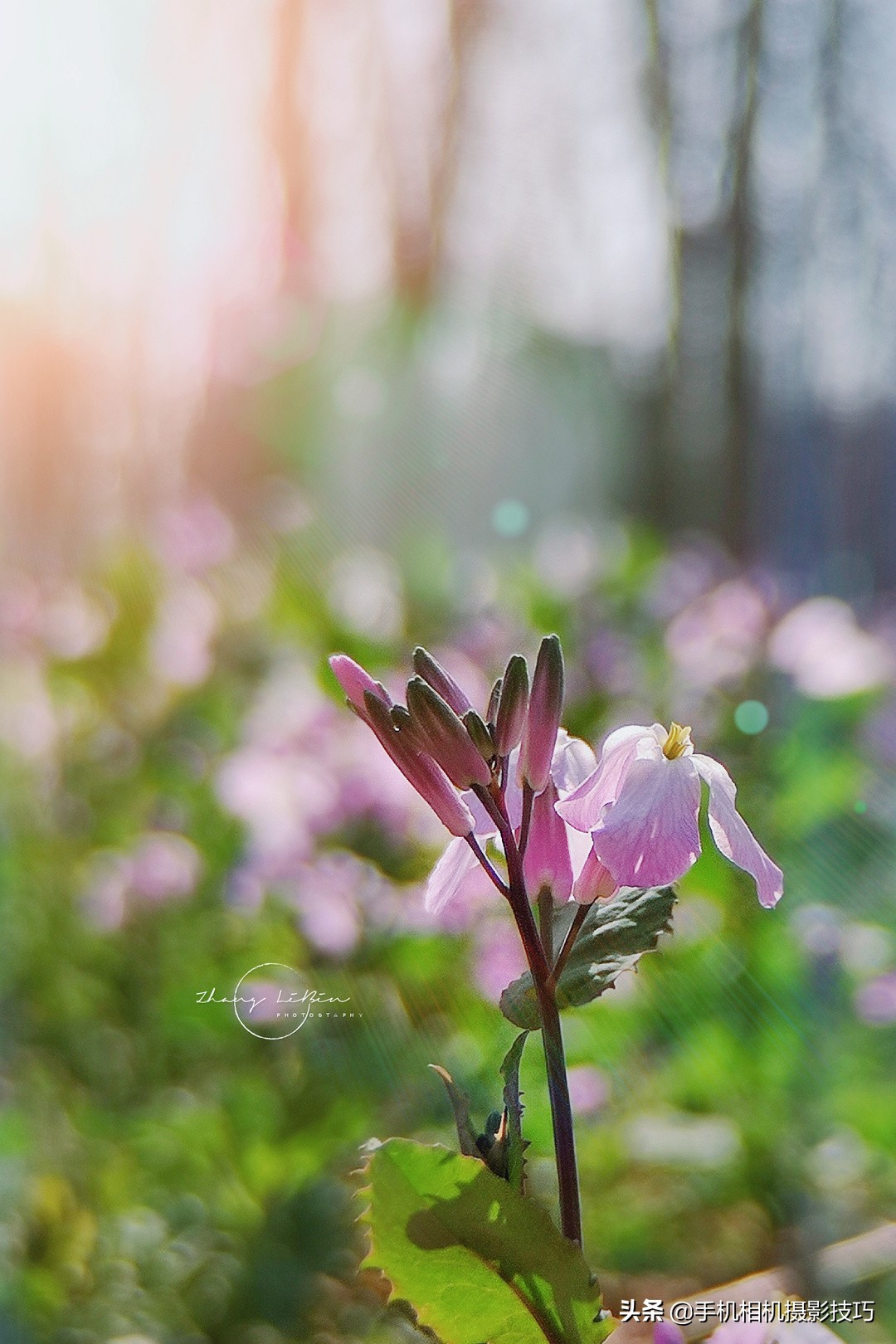 手机如何拍出ccd朦胧照片,相机怎么拍出眩光