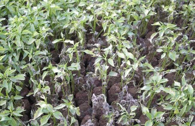 辣椒高温高湿病害有哪几种,辣椒粉怎么防霉防潮