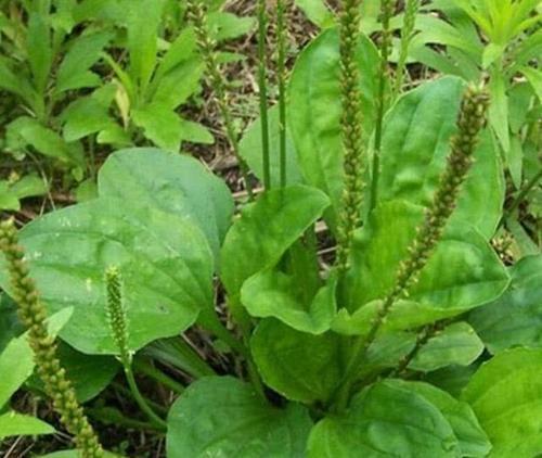 农村常见的一种野草,农村常见的一种野草竟然可以吃