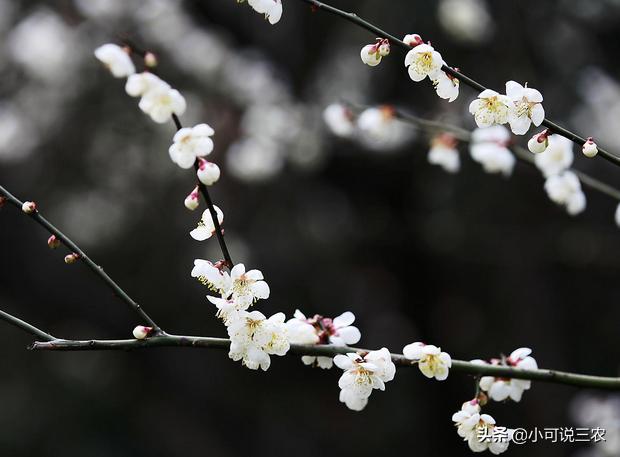 家庭盆栽梅花怎样养,种梅花的方法