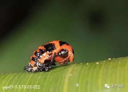 夏播玉米虫害图片大全,玉米虫害图谱高清大图