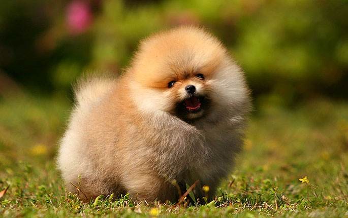 博美应如何训练？在训练时应注意哪些事项？