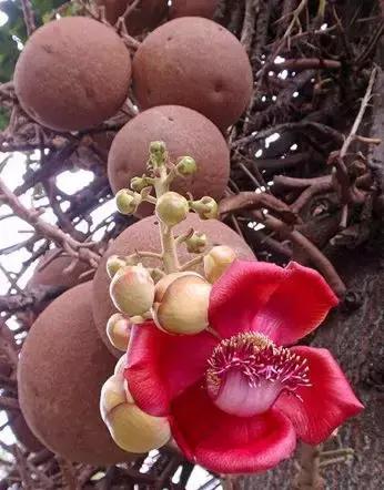 Science•活物誌丨纳尼？这世上还真有炮弹树？！所以能吃吗？