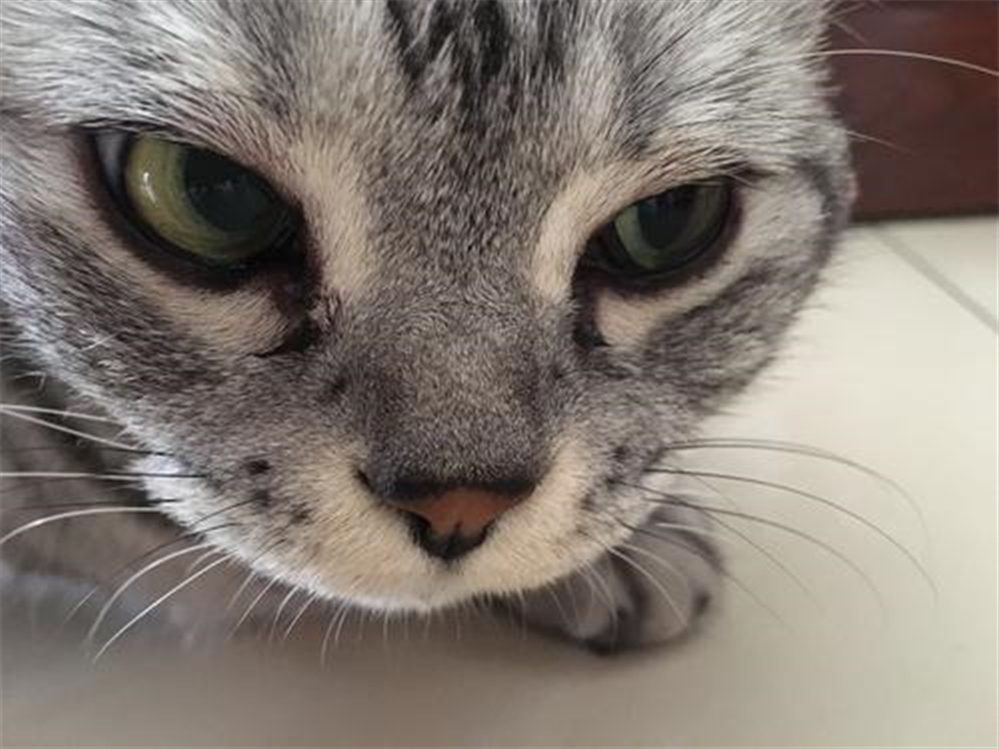 给猫拍照用闪光灯危害,给猫拍照会有什么后果