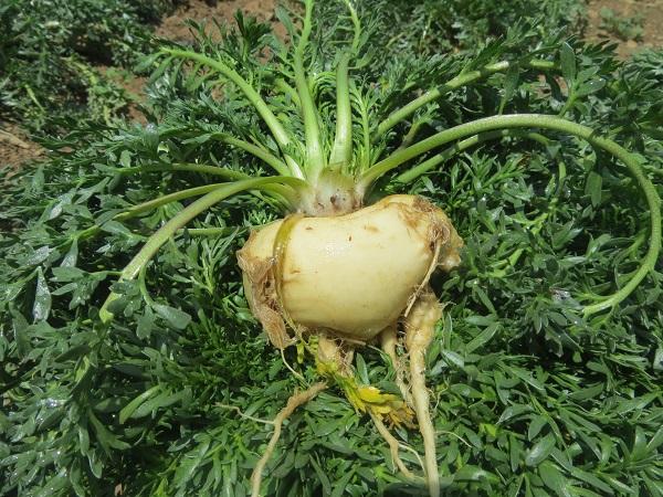 玛卡种植,玛卡种植全过程