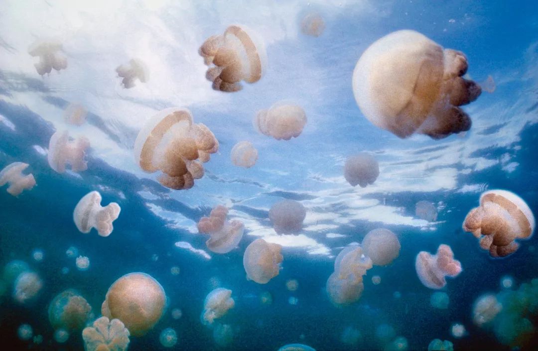 全球最美的海岛你想和谁一起去,带你去看世界最美海岛