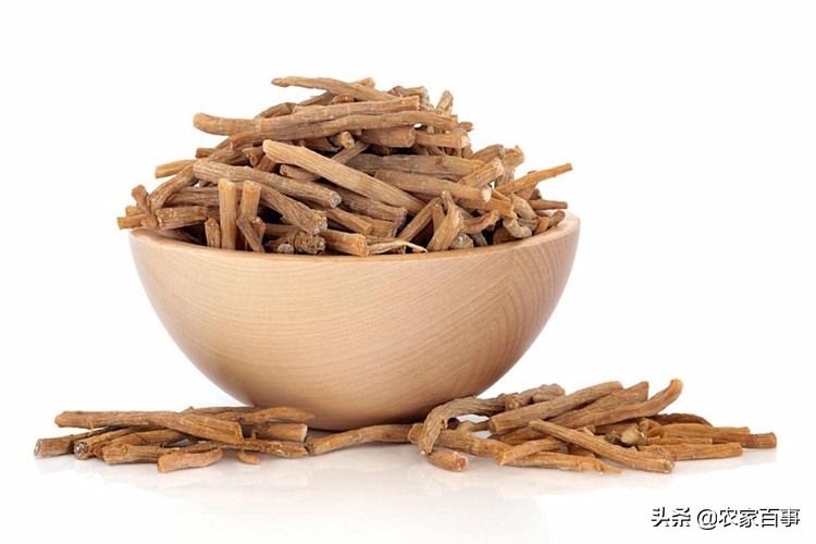 农村路边常见的根茎红色野草,农村一种常见野草却是止血良药