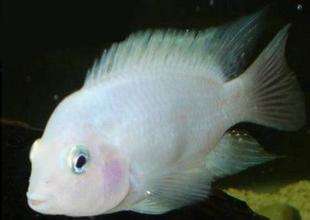 观赏鱼烂鳃病怎么治,观赏鱼烂鳃病症状