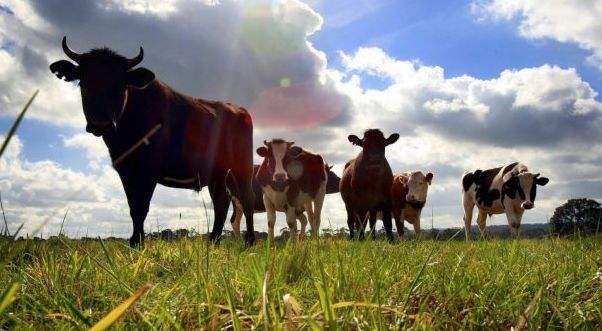 婢虫床浜哄湪涓浗鐣欏鍝瘔,婢虫床鐨勪笁澶у湡鐗逛骇