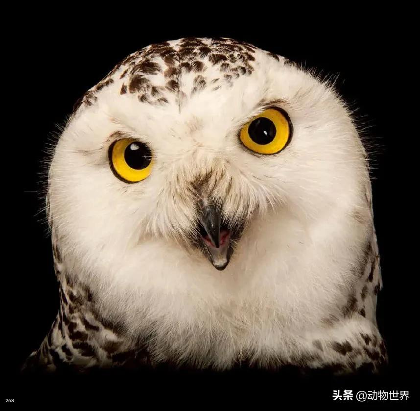 十大濒危动物国际珍惜动物保护日,世界珍稀保护动物保护日