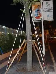 大树移植恢复要几年,大树移植根部的处理