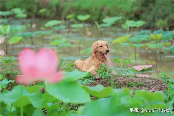 赏荷地图最新版,衢州赏荷
