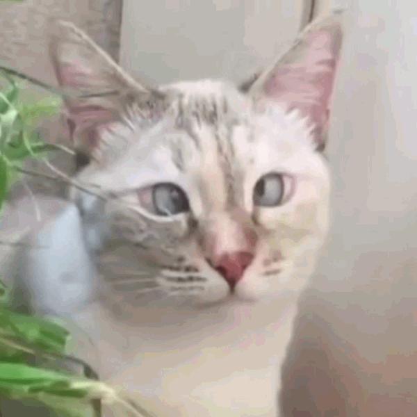 猫咪饲养管理现状,猫和老鼠猫咪现状