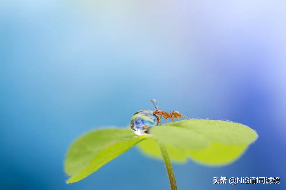 微距蚂蚁喝露水：曝轰动日本的摄影技能