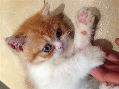 养宠经验猫咪眼睛发炎会自愈吗,猫咪眼睛发炎会不会传染给人