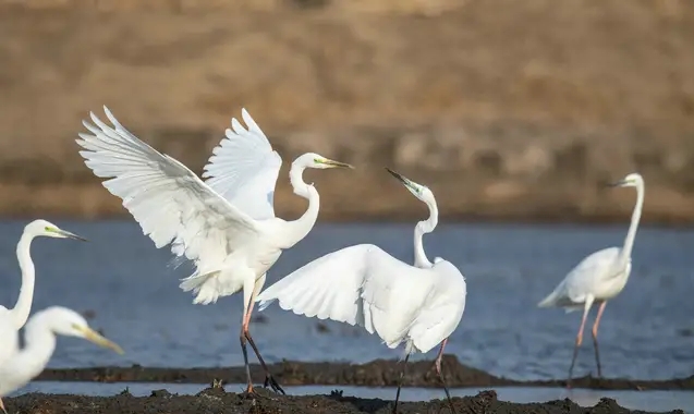 100句对偶佳句,1000个对偶佳句