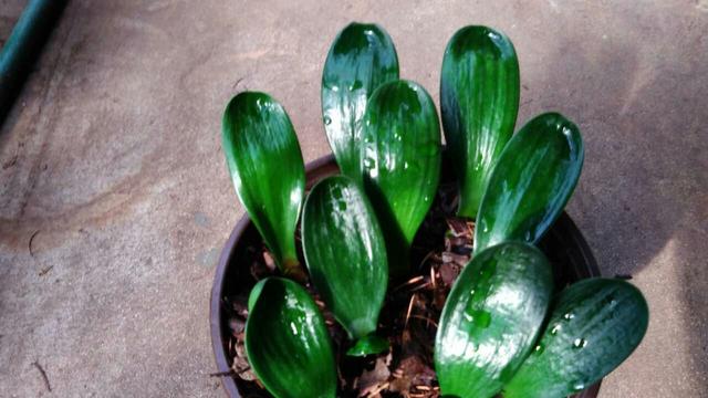 一叶君子兰苗用什么土栽种,君子兰一叶苗的养法