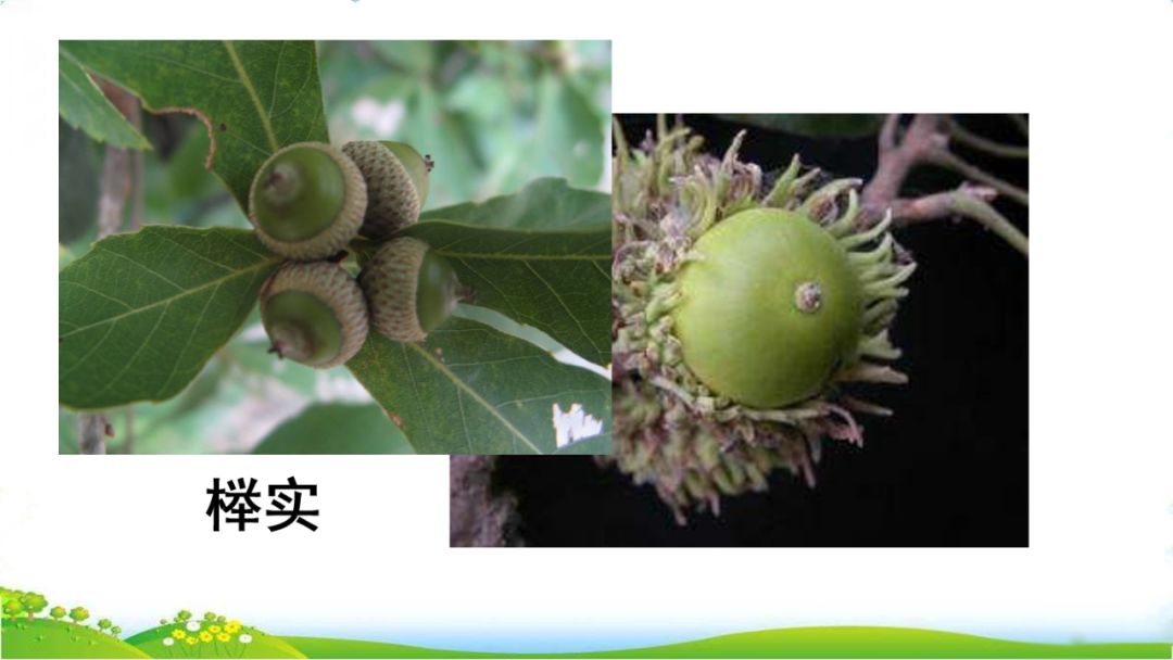 五年级语文第17课松鼠讲解,五年级上册第17课松鼠教材详解