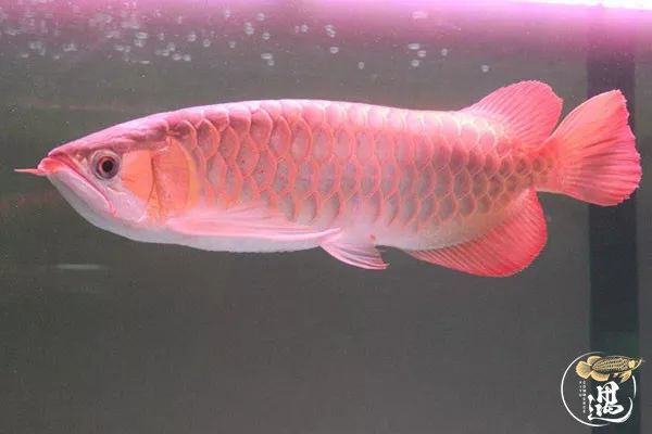 龙鱼缺氧翻白了怎么急救,龙鱼立鳞最好的解决办法