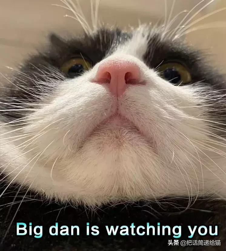 猫故事集,猫故事完整版