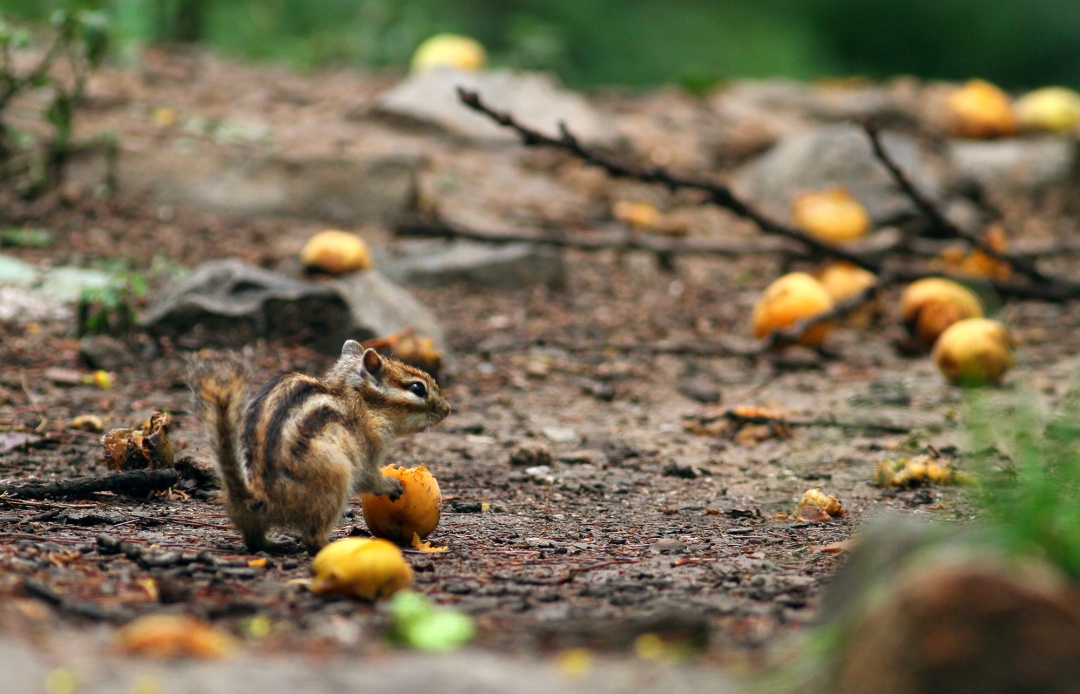 野生动物之奇幻旅游,与野生动物近距离接触的惊险之旅