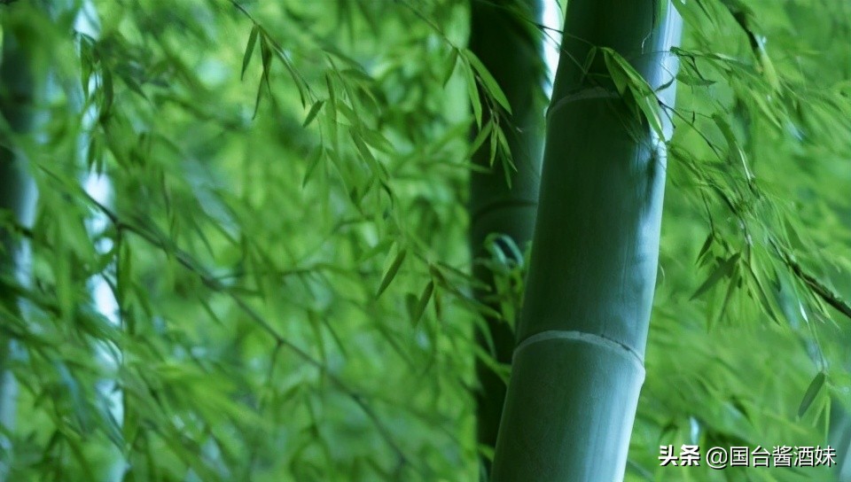 45度的竹叶青酒能价值多少钱,45度竹叶青酒好喝吗