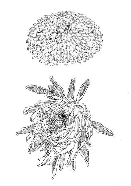 中国画菊花作品集锦,菊花花瓣白描的详细步骤