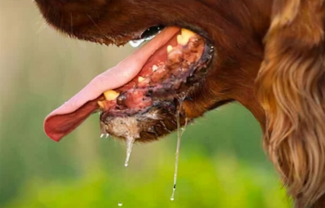 狗狗狂犬病发病症状前兆,狗狗狂犬病早期症状有哪些