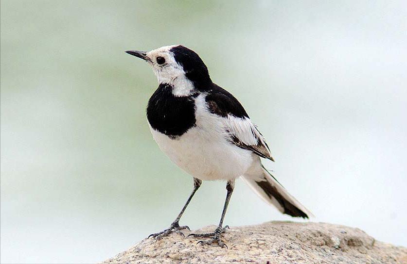 东江揽胜,惠州淡水常见鸟类图谱