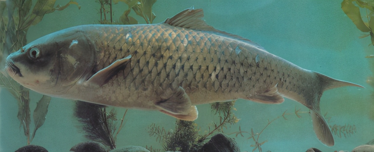 欧洲麦穗鱼泛滥,麦穗鱼入侵哪些国家