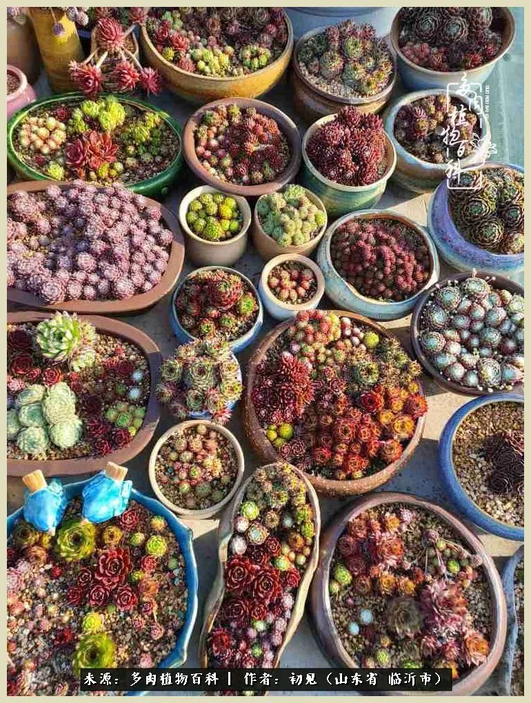 和多肉植物相伴,和多肉相处的心情