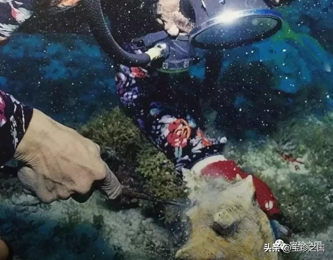 智识珍珠08|海螺珠：诞生于深海的火焰