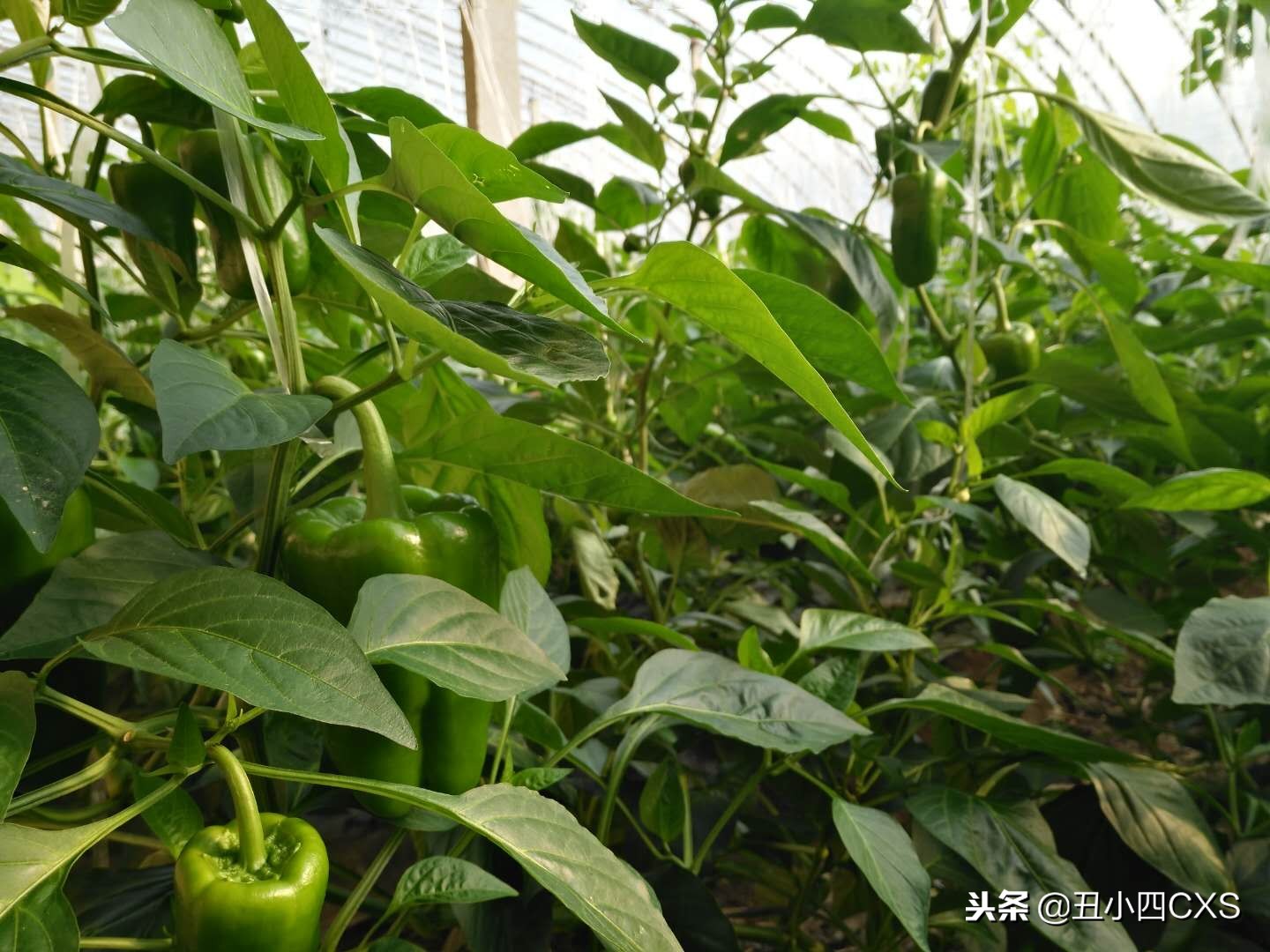 种植大棚一年能挣多少钱,种植大棚一个月能挣多少钱