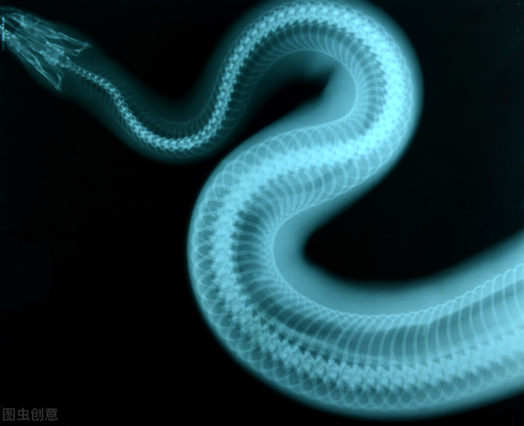 悲催，奥地利男子上厕所时被蟒蛇咬到下身，蛇为啥没进一步攻击？