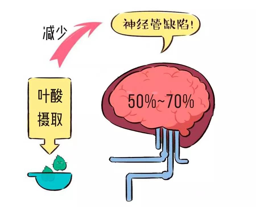 叶酸怎么补吃什么能达到叶酸标准,什么食物含叶酸最高称叶酸之王