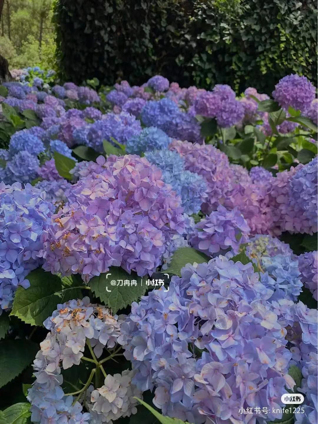 昆明春天赏花航拍,昆明添一赏花打卡点