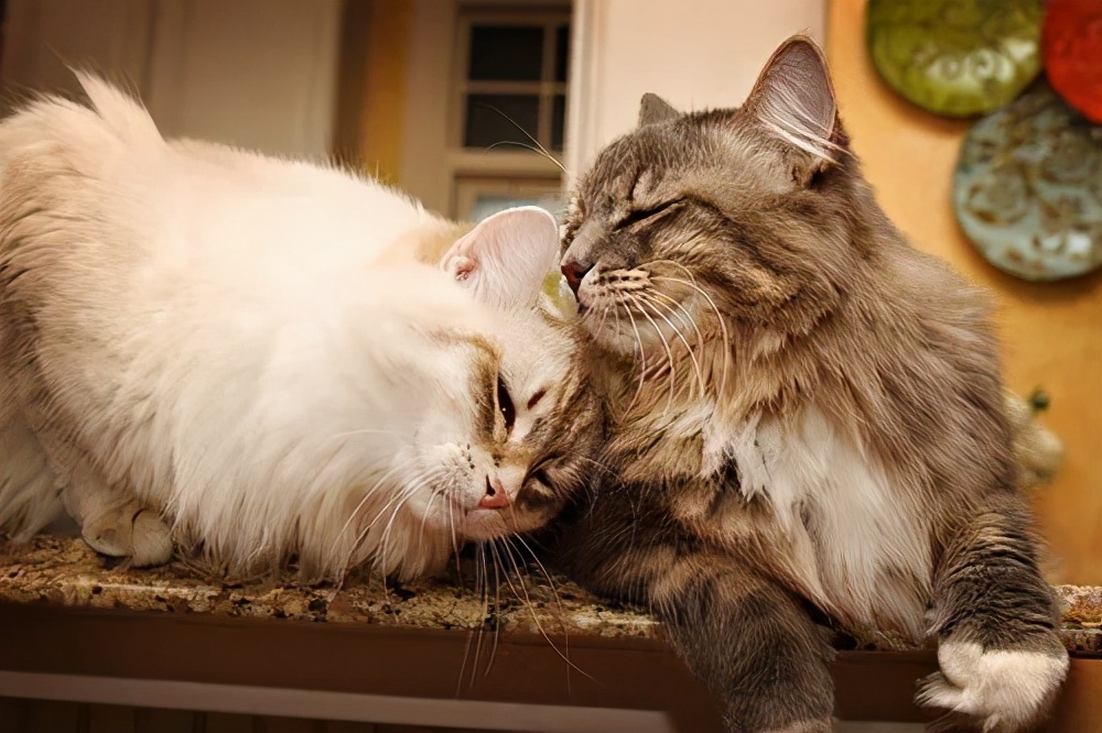 喵界的“荒野猎人”，被人误会多年，其实它才是俄罗斯的国猫