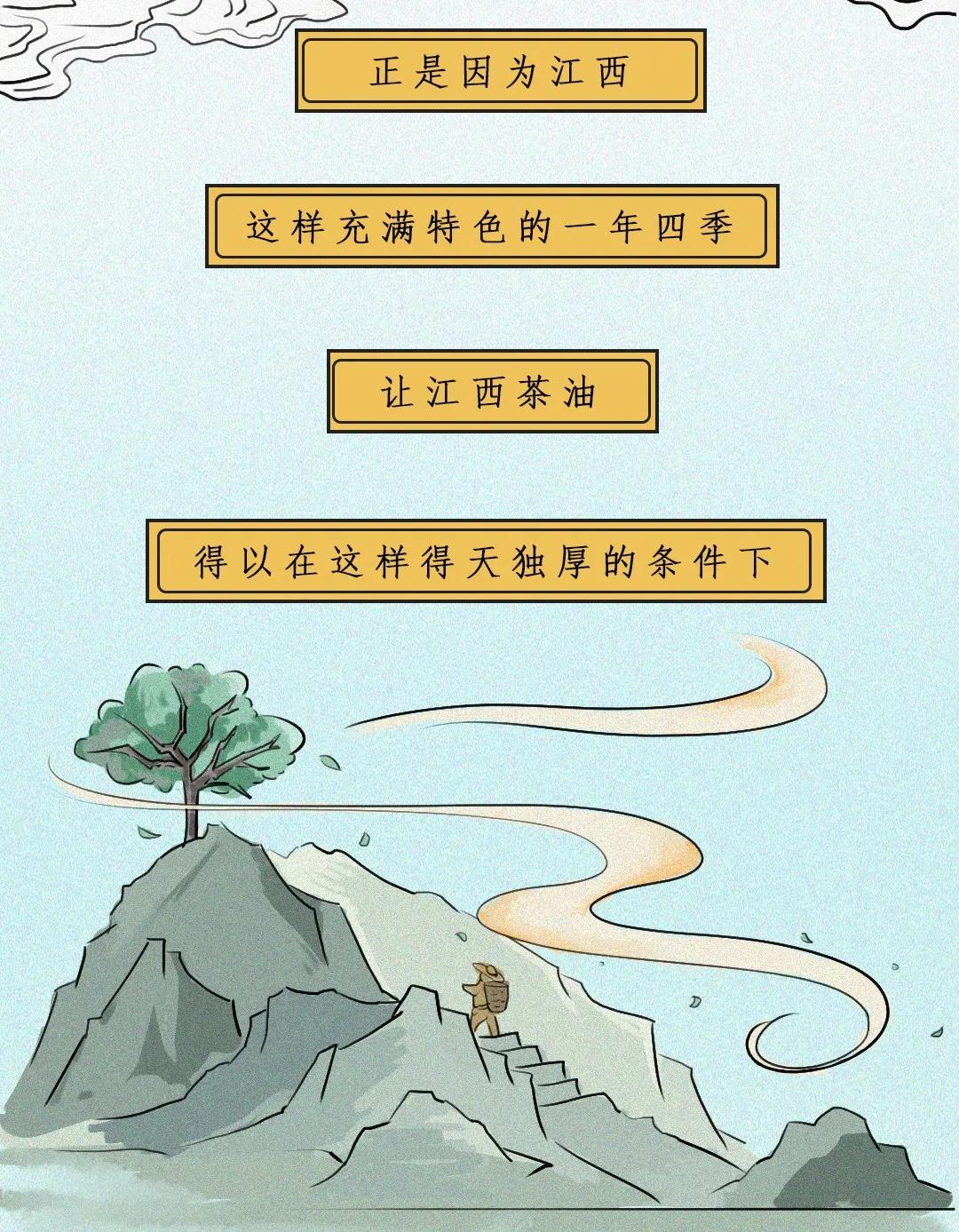 江西茶油树图片,江西茶油价格表