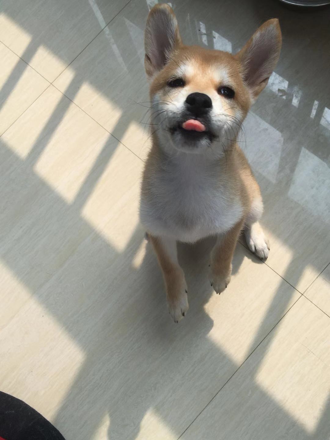 柴犬掉毛是什么原因,柴犬掉毛很严重是为什么