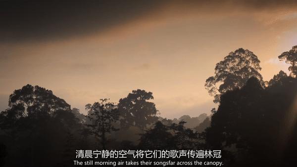 夜半*拍偷**下,成就今年第一部神级纪录片:黑暗下的生命,超乎想象