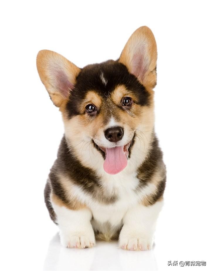 小孩长双排牙乳牙要拔掉有危险吗,小狗双排牙