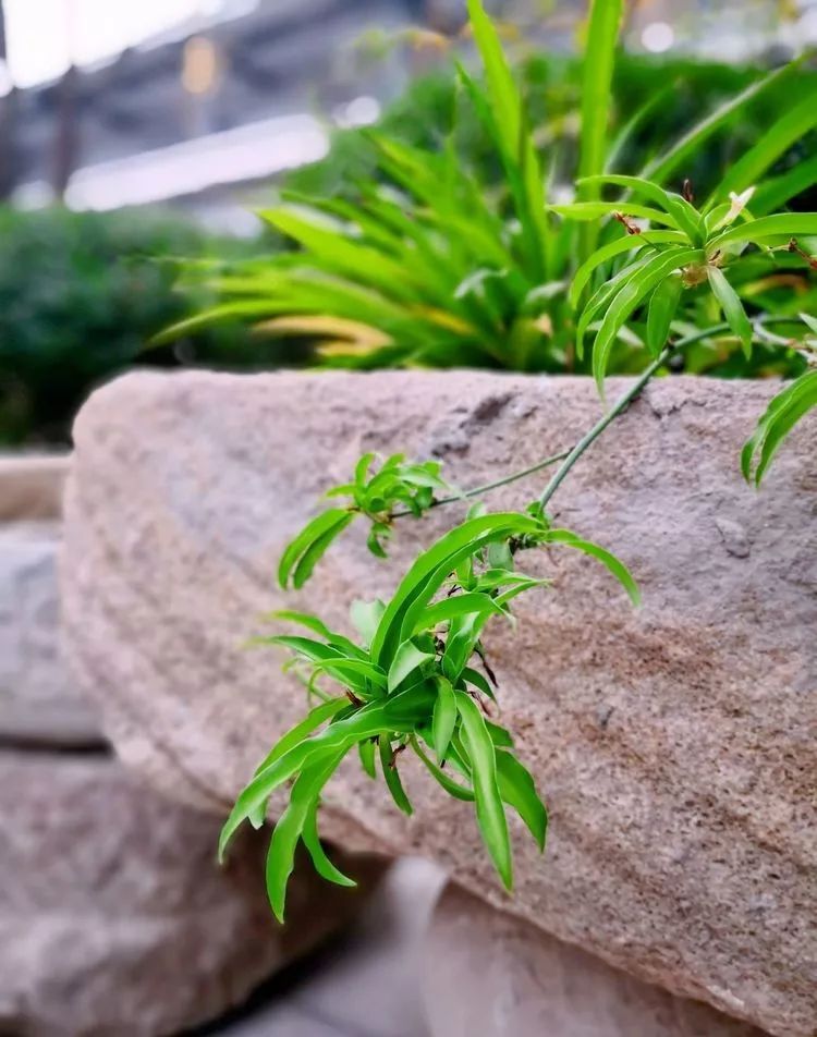 漫随天外云卷云舒原文,漫随天外云卷舒小说