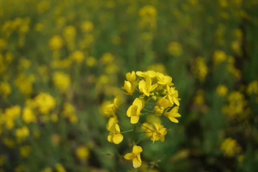 微距为什么都是超广角,微距为什么要三脚架和灯