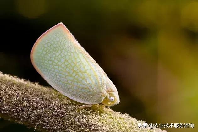 柑橘虫害高清图谱及防治方法,柑橘虫害物理消灭