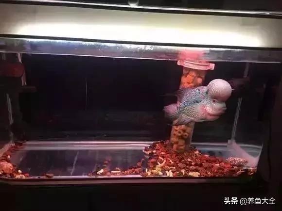 养鱼大神都养什么鱼,鱼缸养鱼都有哪些鱼