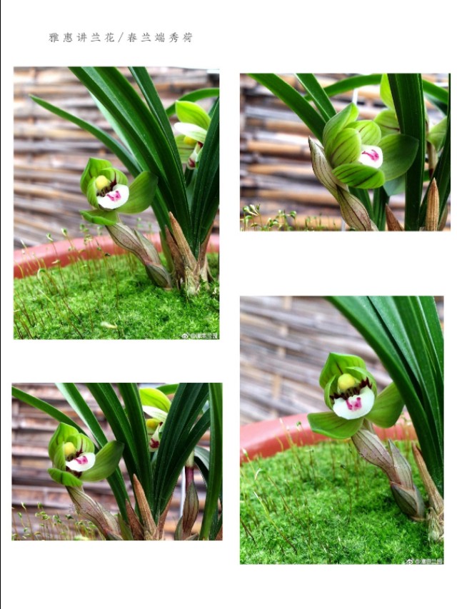 春兰入门级品种介绍：大富贵、环球荷鼎、端秀荷、余蝴蝶等等