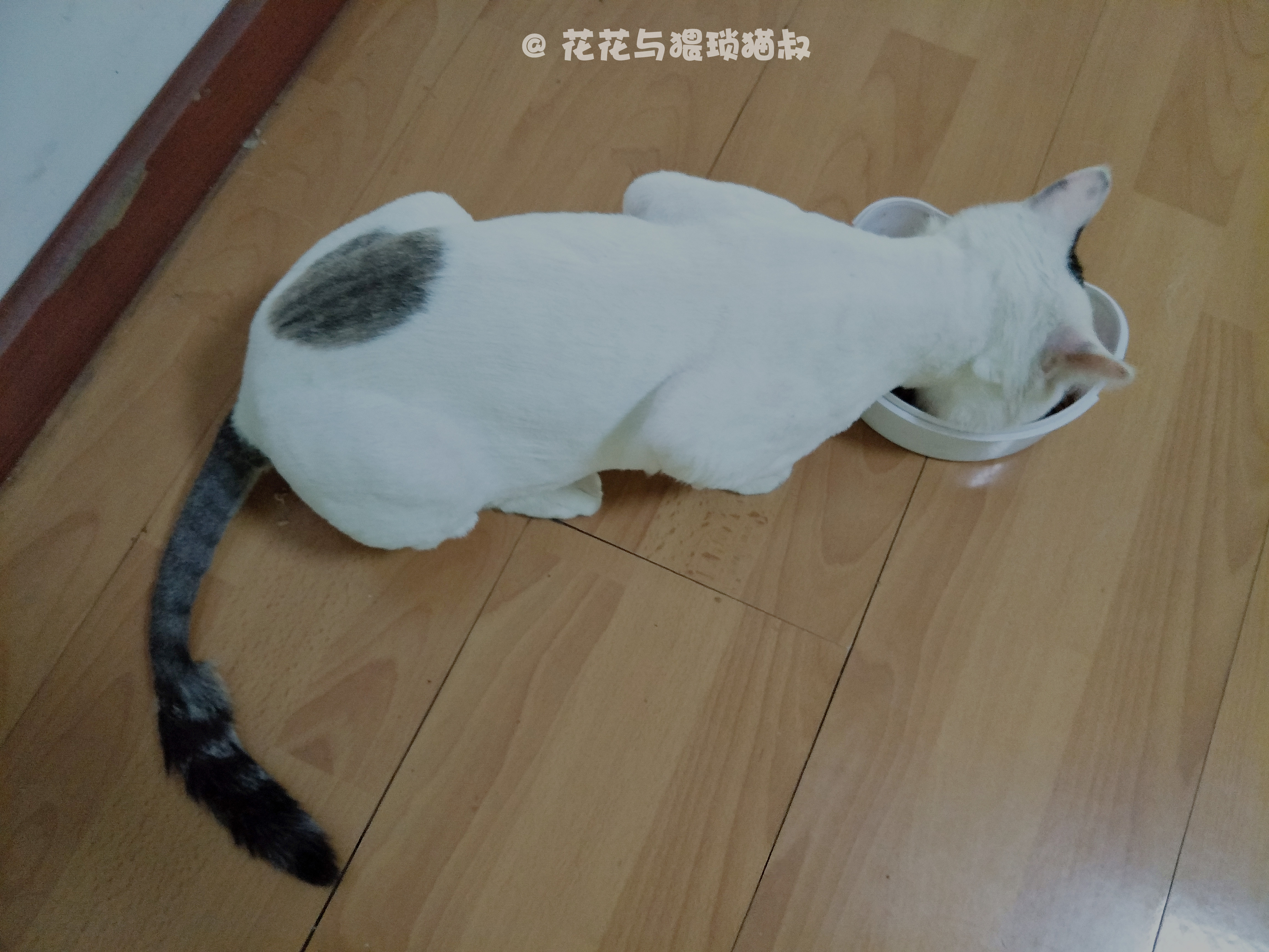 猫粮自制方法,自制猫粮食谱小猫