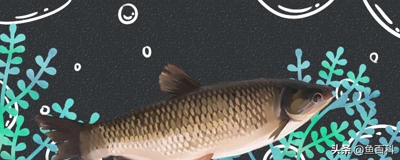 鱼塘水发黑怎么治疗,鱼塘水质发黑用什么益生菌